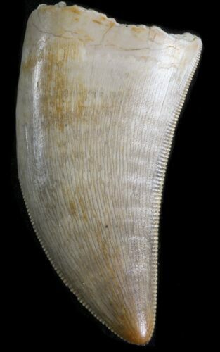 Spectacular Juvenile T-Rex Tooth - North Dakota #41550